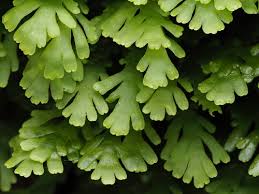 Attēlu rezultāti vaicājumam “Frullania tamarisci”