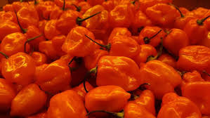 Afbeeldingsresultaat voor orange habanero hot pepper
