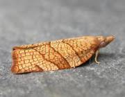 Attēlu rezultāti vaicājumam “Pandemis corylana”