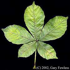 Attēlu rezultāti vaicājumam “Aesculus hippocastanum”