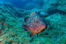 Image result for Epinephelus marginatus