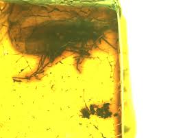 Attēlu rezultāti vaicājumam “Phryganeidae”