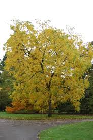 Attēlu rezultāti vaicājumam “Juglans nigra”