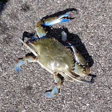 Image result for Callinectes sapidus