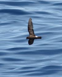 Image result for Oceanodroma castro