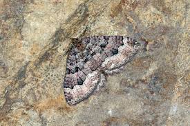 Attēlu rezultāti vaicājumam “Triphosa dubitata”