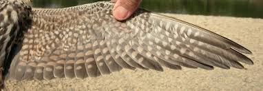 Attēlu rezultāti vaicājumam “Falco subbuteo adult”