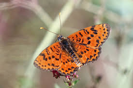 Attēlu rezultāti vaicājumam “Melitaea didyma male”