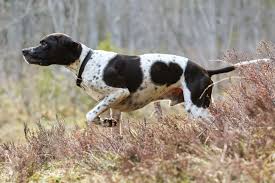 Image result for Pointers