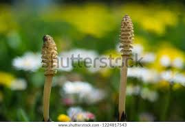 Attēlu rezultāti vaicājumam “Equisetum pratense”