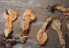 Attēlu rezultāti vaicājumam “Spathularia flavida”