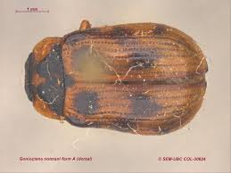 Attēlu rezultāti vaicājumam “Gonioctena”