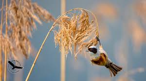 Attēlu rezultāti vaicājumam “Remiz pendulinus”