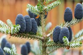 Attēlu rezultāti vaicājumam “Abies koreana”