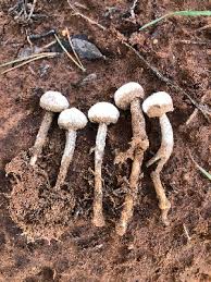 Attēlu rezultāti vaicājumam “Tulostoma fimbriatum”