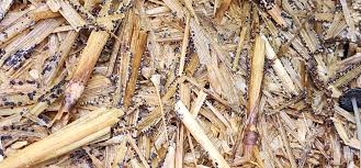 Attēlu rezultāti vaicājumam “Diachea subsessilis young”