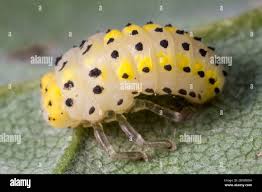 Attēlu rezultāti vaicājumam “Psyllobora vigintiduopunctata larva”