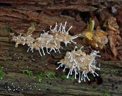Attēlu rezultāti vaicājumam “Polycephalomyces tomentosus”