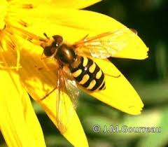 Attēlu rezultāti vaicājumam “Eupeodes corollae”