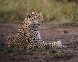 Attēlu rezultāti vaicājumam “Lycogala leopardinum young”