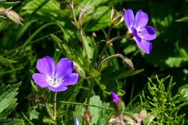 Attēlu rezultāti vaicājumam “Geranium sylvaticum”