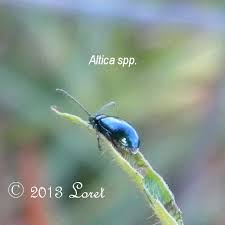 Attēlu rezultāti vaicājumam “Altica sp.”