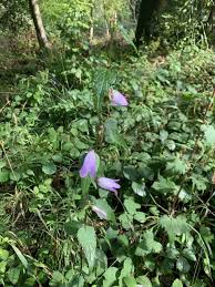 Attēlu rezultāti vaicājumam “Campanula trachelium leaf”