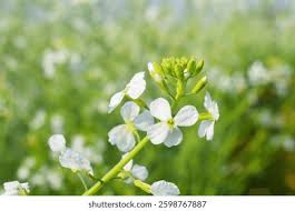 Attēlu rezultāti vaicājumam “Raphanus sativus flower”