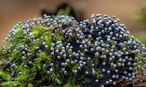 Attēlu rezultāti vaicājumam “Physarum album macro”