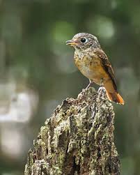 Attēlu rezultāti vaicājumam “Fringilla coelebs juvenile”