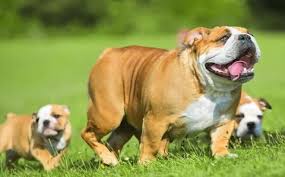 Image result for Bulldogs Power and strength