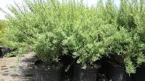 Attēlu rezultāti vaicājumam “Salix x doniana”