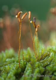 Attēlu rezultāti vaicājumam “Homomallium incurvatum sporophyte”