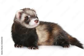 Attēlu rezultāti vaicājumam “Mustela putorius”