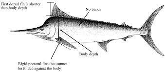 Image result for Istiompax indica