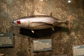Image result for Thunnus alalunga