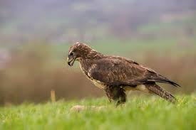 Attēlu rezultāti vaicājumam “Buteo buteo adult”