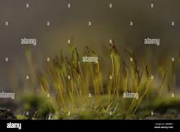 Attēlu rezultāti vaicājumam “Grimmia muehlenbeckii sporophyte”