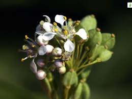 Attēlu rezultāti vaicājumam “Lepidium latifolium flower”
