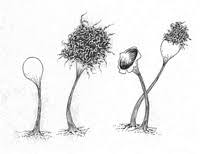 Attēlu rezultāti vaicājumam “Hemitrichia clavata stalked”