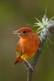 Image result for Piranga rubra