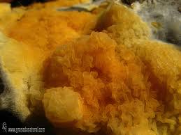 Attēlu rezultāti vaicājumam “Leucogyrophana mollusca”