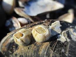 Attēlu rezultāti vaicājumam “Balanus improvisus”