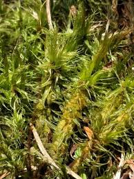 Attēlu rezultāti vaicājumam “Dicranum polysetum sporophyte”