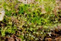 Attēlu rezultāti vaicājumam “Riccardia latifrons”