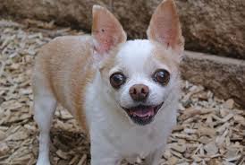 Image result for ugliest dog