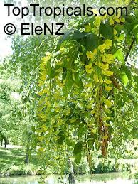 Attēlu rezultāti vaicājumam “Laburnum alpinum leaf”