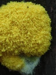 Attēlu rezultāti vaicājumam “Fuligo leviderma”