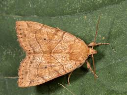 Attēlu rezultāti vaicājumam “Cosmia trapezina”