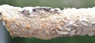 Attēlu rezultāti vaicājumam “Schizopora paradoxa”